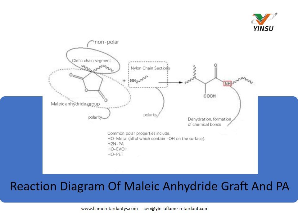 Diagramme de réaction de la greffe d'anhydride maléique et de PA